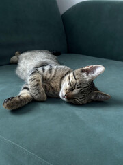 Sleeping cute cat. Serene cat with tabby fur sleeps peacefully on a green sofa, representing...