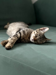 Sleeping cat lying comfortably on a dark green couch. Cat sleeping peacefully on a dark green...