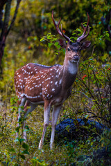 Fototapeta premium Deer in Ooty's Mudumalai Forest -high quality Stock Photo Collection