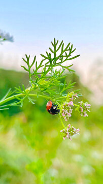 Ladybugs insects grass garden. Lady bug sits on a flower.