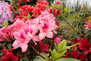 Photography of open flowers, spring with flower garden in pink tones and green leaves