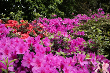 Photography of open flowers, spring with flower garden in purple tones and green leaves