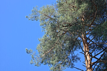 the top of a large green coniferous pine against a blue sky on nature