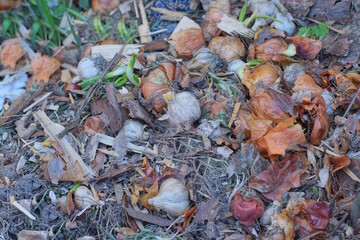 a pile of white dry heads of garlic and brown onions lie on the gray ground on the street
