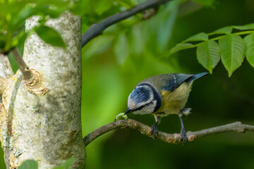 Blaumeise auf Ast mit Nahrung