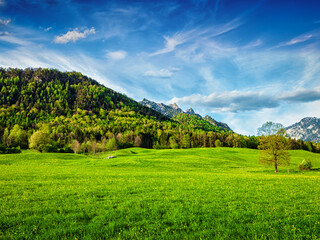 Alpine meadow in Bavaria,  Germany