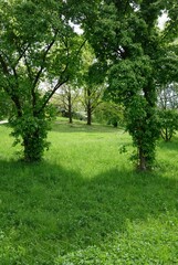 Obraz premium Spring trees looking like the frame of a wedding wreath, where the shadow of the trees falls on the grass, forming a heart.