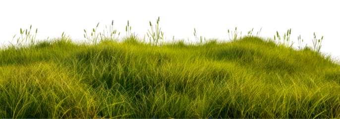 Lush green grass field landscape cut out on transparent background