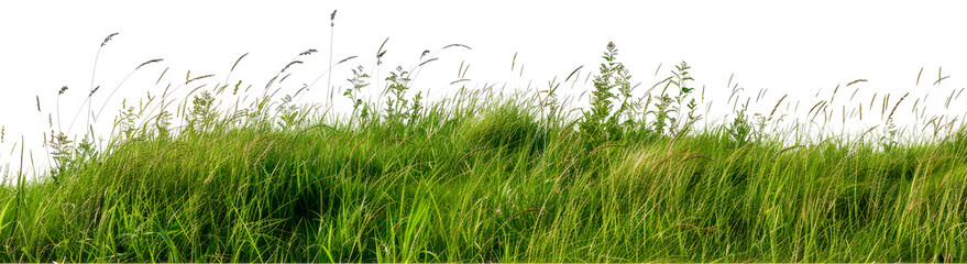 Lush green grass field landscape cut out on transparent background