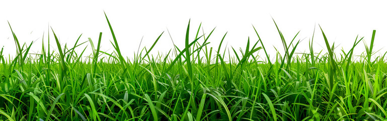 Lush green grass field landscape cut out on transparent background