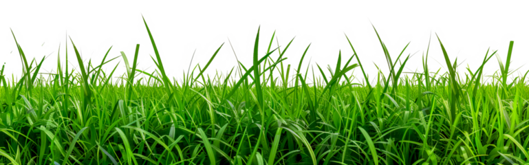 Lush green grass field landscape cut out on transparent background