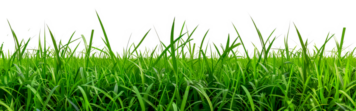 Lush green grass field landscape cut out on transparent background