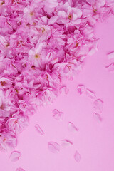 spring background pink cherry flowers