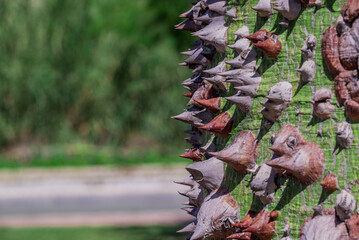 thorns from the trunk of the Ceiba insignis tree