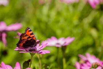 photo of spring flowers in the park