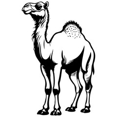 Bactrian Camel hand drawn animal illustration, transparent background vector image