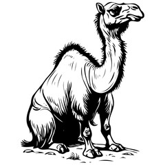 Black Bactrian Camel sitting drawing, vintage animal illustration, vector image