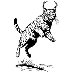 Obraz premium Bobcat jump sketch, realistic animal monochrome drawing, vintage engraving line art