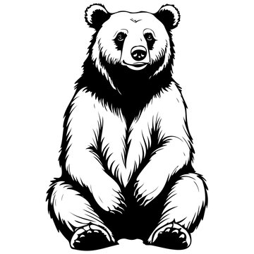 Black Brown Bear sitting drawing, animal head, line art black realistic sketches painting