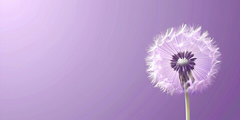dandelion on vivid purple background with copy space