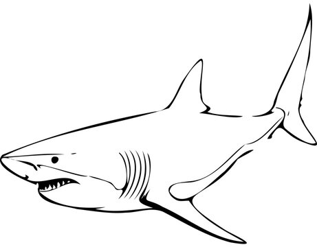 Sketches Bull Shark hand drawn animal illustration, transparent background vector image