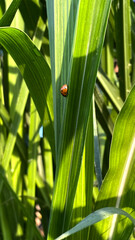 A Ladybug on green leaf