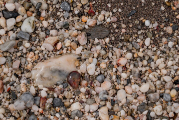 small sea stone pebble background. Multicolored abstract