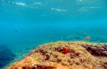 Fototapeta na wymiar Mediterranean underwater