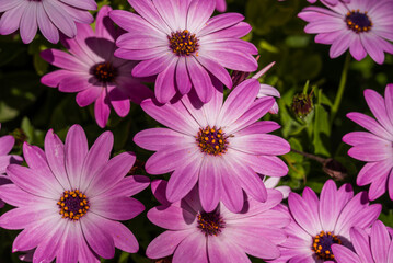 photo of spring flowers in the park