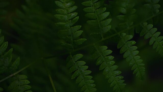 Exotic plants in the wild. Ferns and grass sway in the wind in the green depths of the forest. Forest foliage background. Wildlife fills the forest thicket with green leaves. Tropical plants and grass