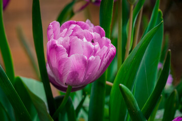 photo of spring flowers in the park