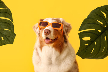 Cute Australian Shepherd dog in sunglasses with palm leaves on yellow background. Tourism concept