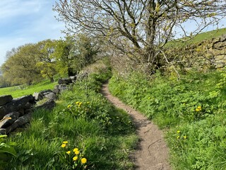 A narrow dirt path winds its way alongside a traditional dry stone wall, within a lush green landscape, toward woodland high on the hills above, Wilsden, UK