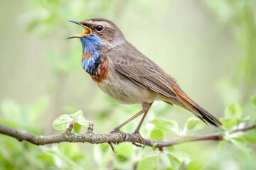 robin on a branch