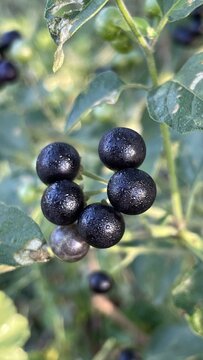 Black Nightshade Beautiful, Great for Wildlife and Possibly Toxic