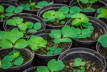 photo of small new plants in the pot