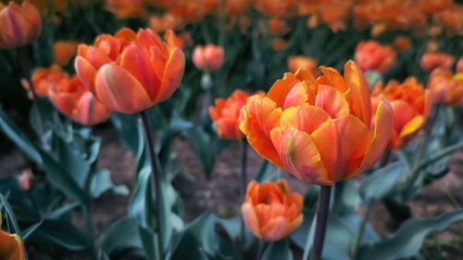 Blooming yellow-orange tulips flowers in garden, field. Double Beauty of Apeldoorn, double tulip...