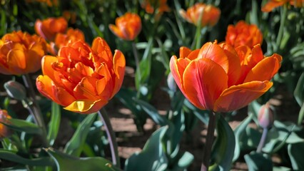 Blooming yellow-orange tulips flowers in garden, field. Double Beauty of Apeldoorn, double tulip variety. Spring time, nature gardening, floral background.
