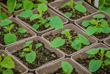 photo of small new plants in the pot