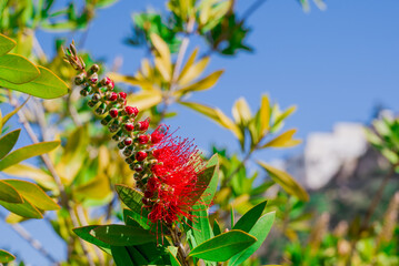 A red bottlebrush bush (Callistemon). Red flowers