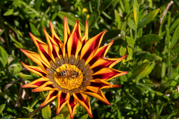 Wild flower with bee in San Diego, California USA taken December 17th, 2021.