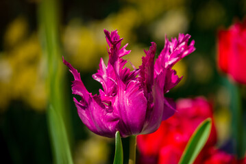 photo of spring flowers in the park