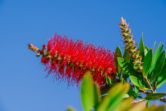 A red bottlebrush bush (Callistemon). Red flowers
