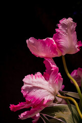 photo of spring flowers in the park