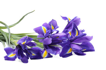 Beautiful violet iris flowers isolated on white
