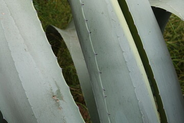 Gros-plan sur des feuilles d'agave