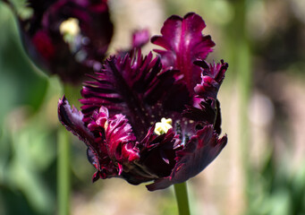 purple and black parrot tulips 