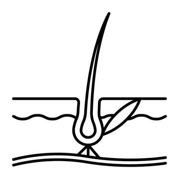 recommend clip art: Eyelash, line icon. Grow anatomy - hair structure, follicle, hair, skin, muscle, eyelash papilla, derma, eyelid, catagen, telogen. Minimalist linear illustration, editable strokes.