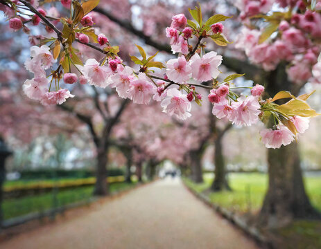 Sakura (prunus serrulata ) blossoming in a park