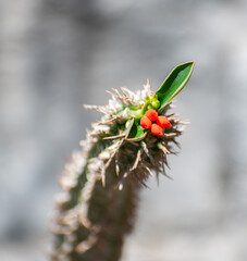 little orange flower bud on a cactus 